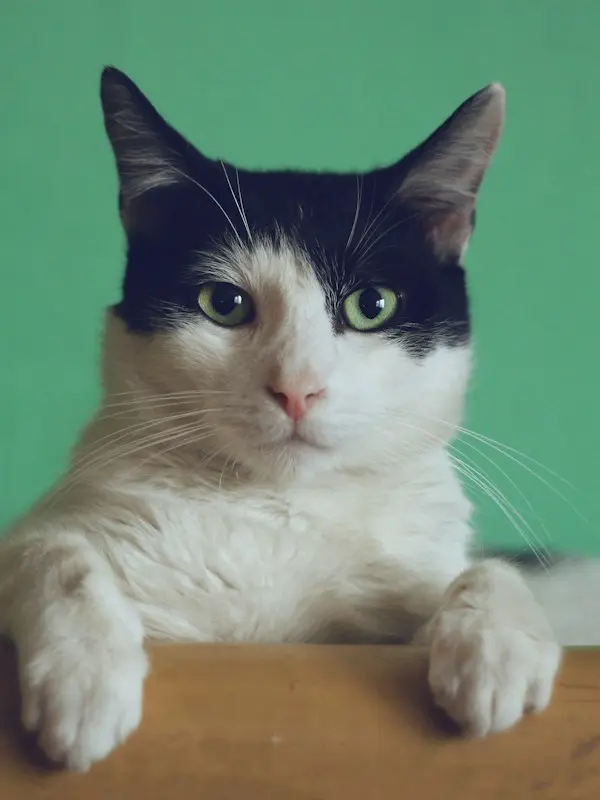 Grooming Routine