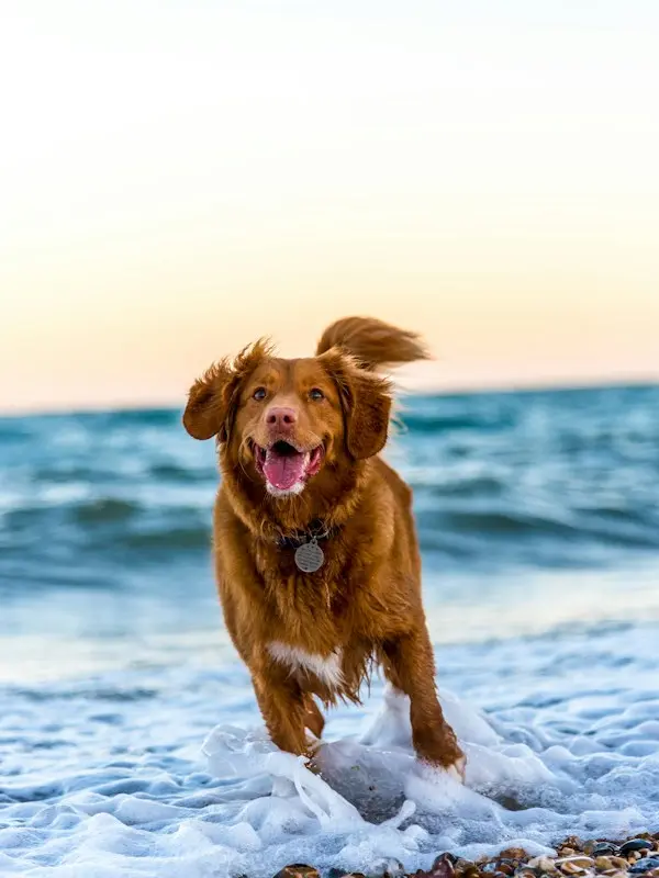 Playtime Fun