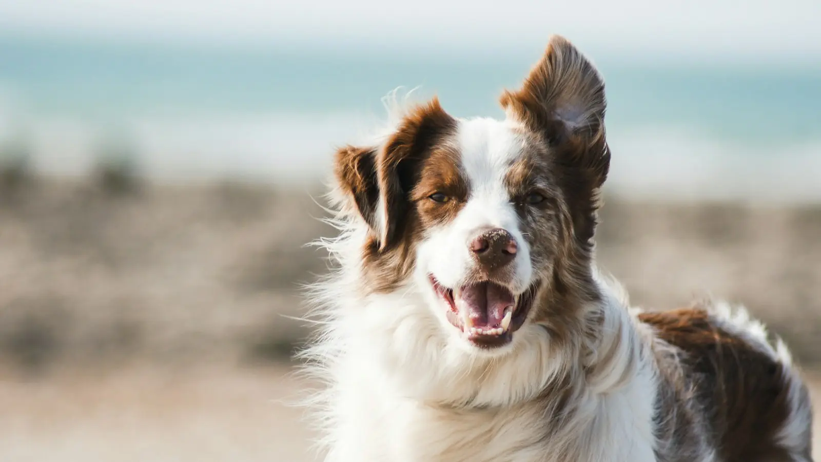 Dog relaxing outdoors
